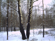 PICT0113.JPG