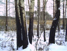 PICT0121.JPG