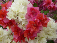 Limberlost beauty � Double Red