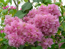 Double Pink