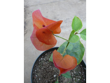 Scarlet Glory Orange
