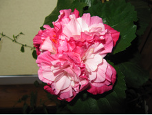 Pink Boquet