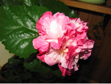 Pink Boquet