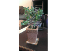 IMAG0953.jpg