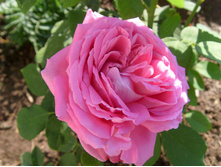 S73R4247.JPG