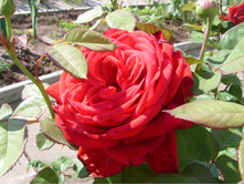 S73R4248.JPG