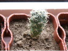 Coryphantha sulcolanata