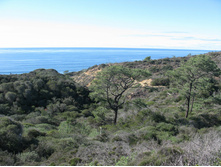 Torrey Pines State Reserve
