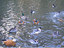����� � �������