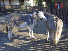 ����� � ������� 05,02,2007