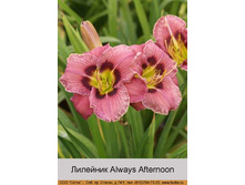 Always_Afternoon 73�.jpg