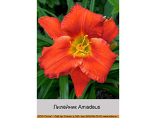Amadeus 86�.jpg