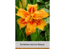 Apricot_Beauty 125�.jpg