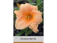 Bali_Hai 59�.jpg