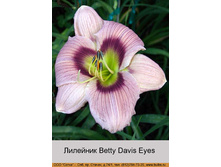 Betty_Davis_Eyes 53�.jpg