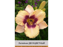 bicolor 30�.jpg
