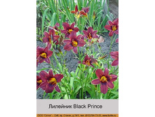 Black_Prince 59�.jpg