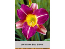 Blue_Sheen 66�.jpg