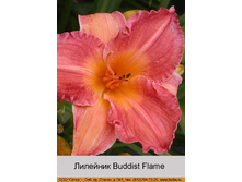Buddist_Flame 53�.jpg