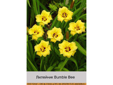 Bumble_Bee 39�.jpg