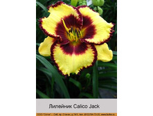 Calico_Jack 130�.jpg