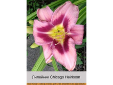 Chicago_Heirloom 58�.jpg