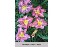 Chicago_Jewel 58�.jpg