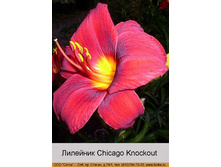 Chicago_Knockout 58�.jpg