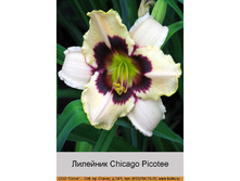 Chicago_Picotee 58�.jpg