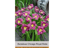 Chicago_Royal_Robe 58�.jpg