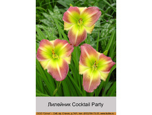 Cocktail_Party 99�.jpg