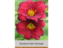 Dark_Advenger 72�.jpg