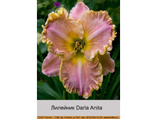 Darla_Anita 125�.jpg