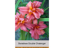 Double_Chalenger 99�.jpg