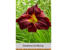 Ed_Murray 87�.jpg