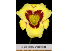 El_Desperado 87�.jpg