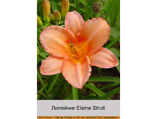 Elaine_Strutt 46�.jpg