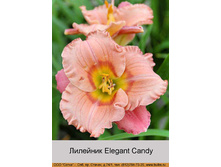 Elegant_Candy 72�.jpg