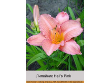 Hall's_Pink 44�.jpg
