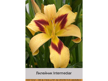 Intermediar 46�.jpg