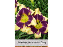 Jamaican_me_Crazy 99�.jpg