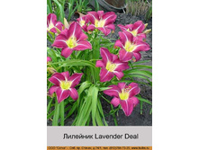 Lavender_Deal 86�.jpg