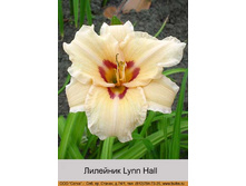 Lynn_Hall 60�.jpg