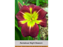 Night_Beacon 87�.jpg