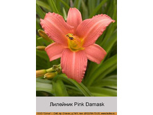 Pink_Damask 43�.jpg