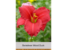 Wood_Duck 46�.jpg