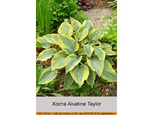 Alvatine_Taylor 41�.jpg