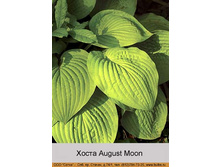 August_Moon 37�.jpg