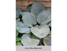 Blue_Mammoth 124�.jpg