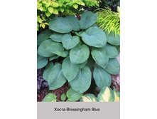 Bressingham_Blue 48�.jpg